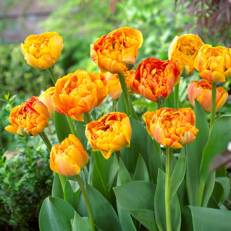 Sunlover Double Late Tulip - Image 2