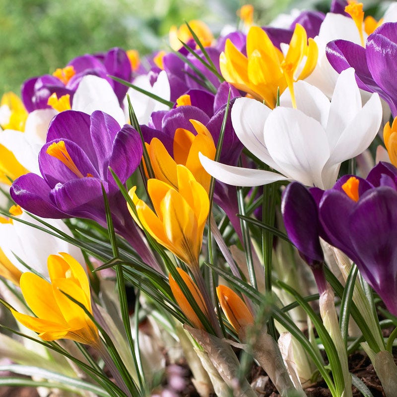 Dutch Crocus Mix - Image 2