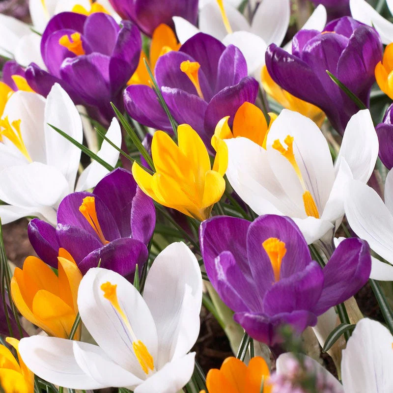 Dutch Crocus Mix - Image 3
