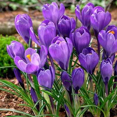 Remembrance Dutch Crocus - Image 2