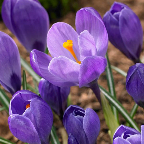 Remembrance Dutch Crocus - Image 4
