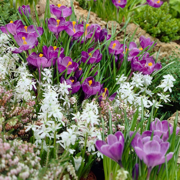 Remembrance Dutch Crocus - Image 6