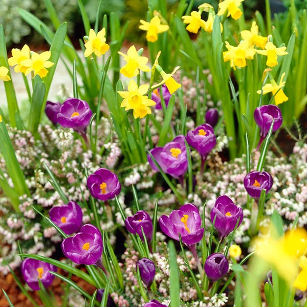 Remembrance Dutch Crocus - Image 8