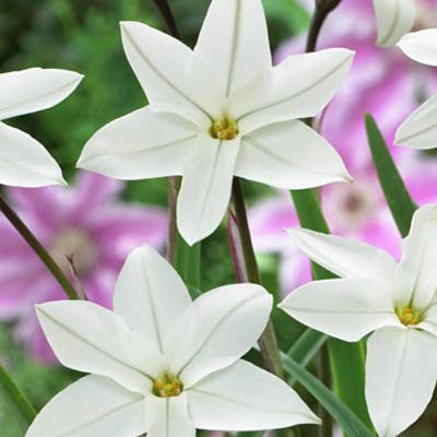 Alberto Castillo Spring Starflower - Image 4