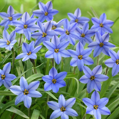 Jessie Spring Starflower - Image 2
