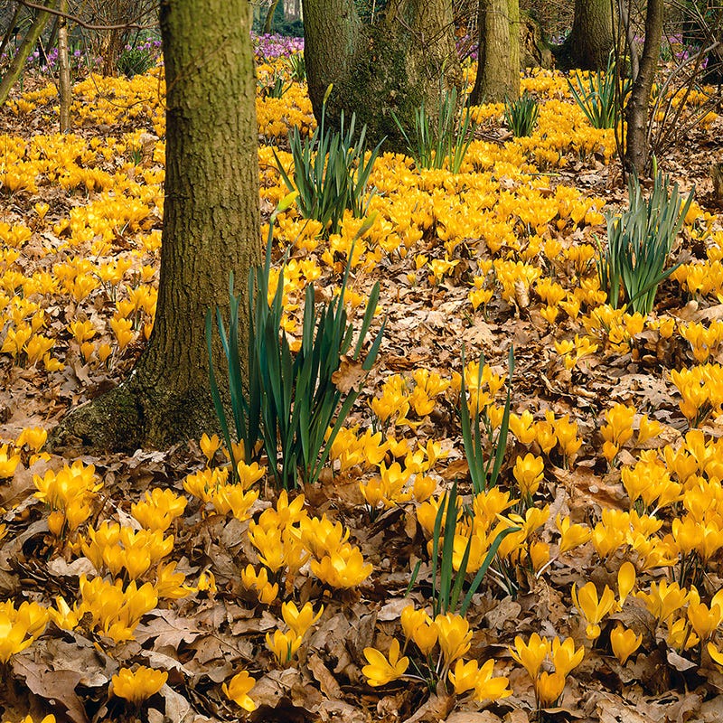 Magic Carpet Bulb Collection - Image 3