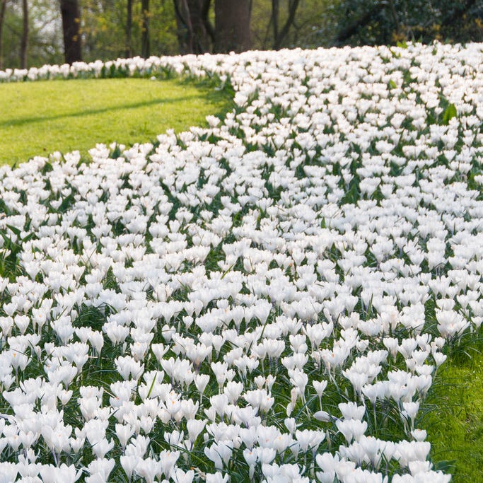 Magic Carpet Bulb Collection - Image 4