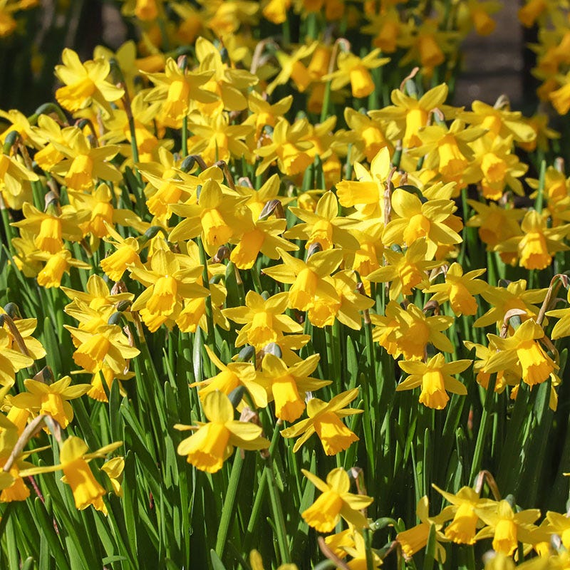 Tete-a-Tete Miniature Daffodil - Image 3
