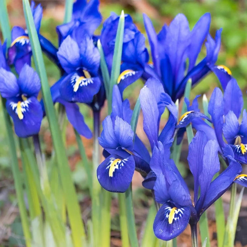Rock Garden Bulb Collection - Image 5