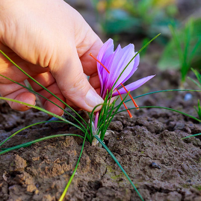 Saffron Crocus - Image 4