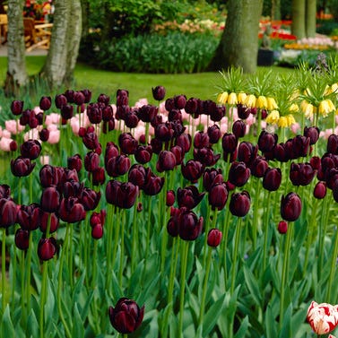 Queen Of The Night Single Late Tulip - Image 3