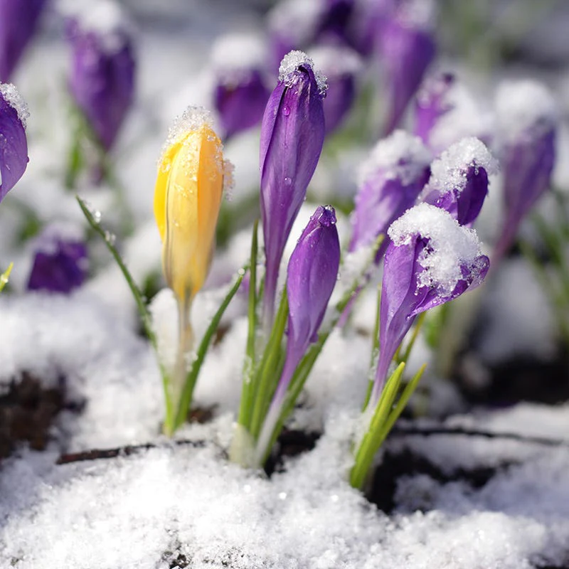 Snow Crocus Mix - Image 2