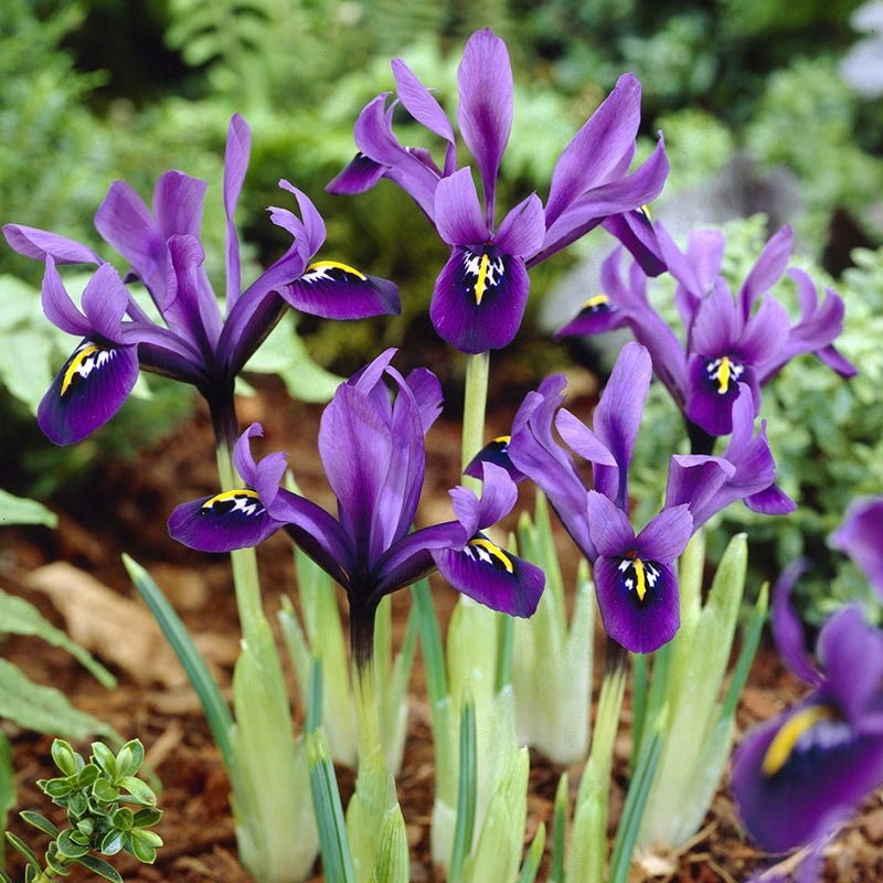 George Species Iris (Mini Iris)