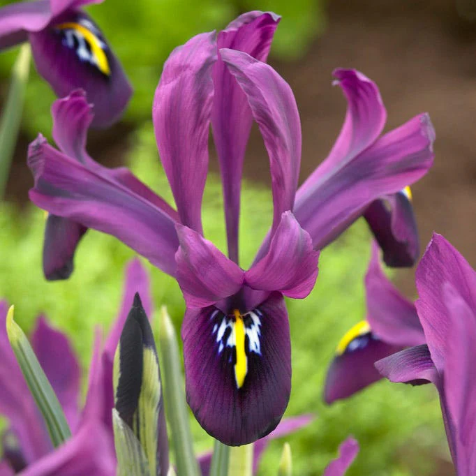 George Species Iris (Mini Iris) - Image 2