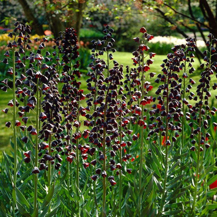 Stranger Than Fiction Flower Bulb Collection - Image 5