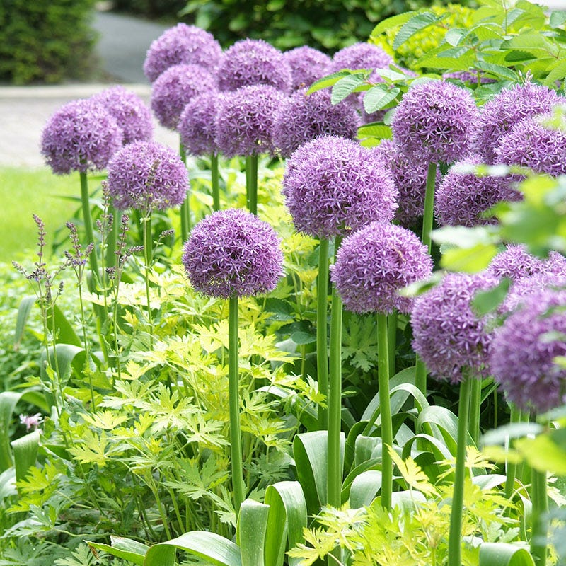 Stranger Than Fiction Flower Bulb Collection - Image 7