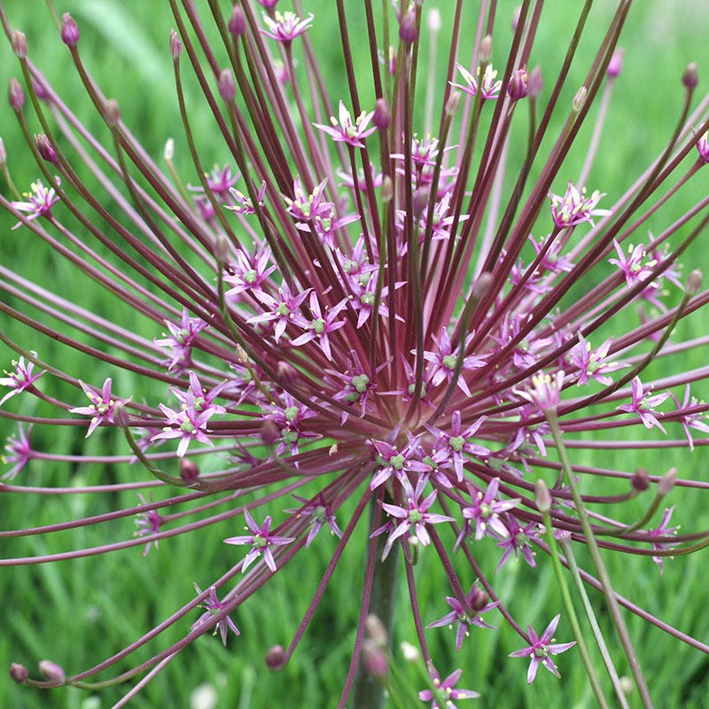 Stranger Than Fiction Flower Bulb Collection - Image 9