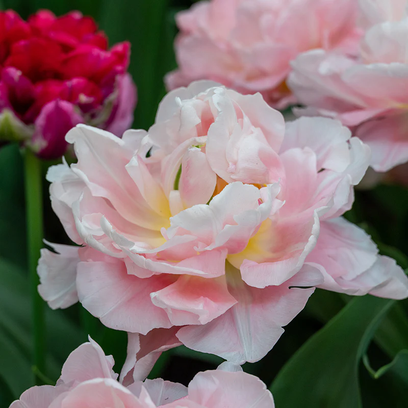 Dreamer Double Early Tulip