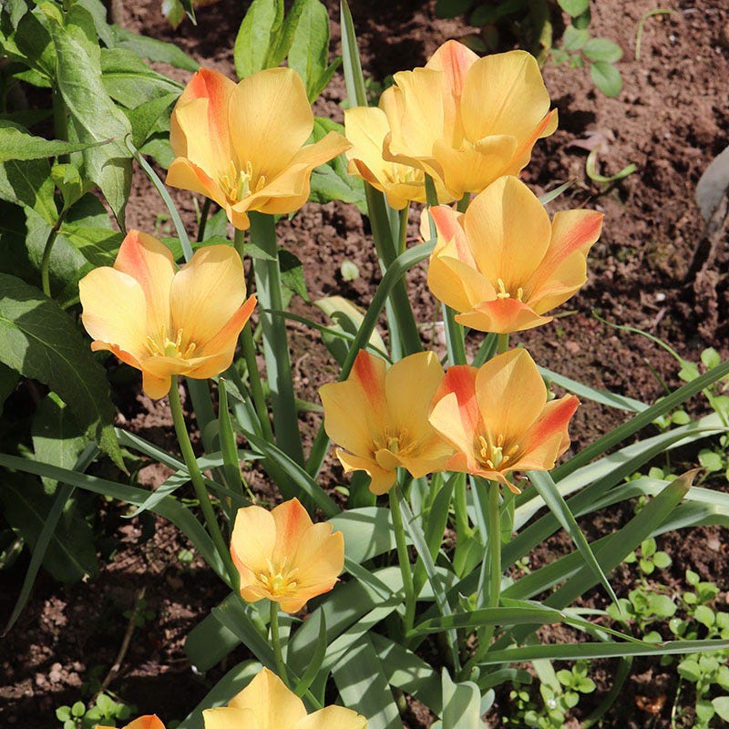 Bronze Charm Wildflower Tulip - Image 2