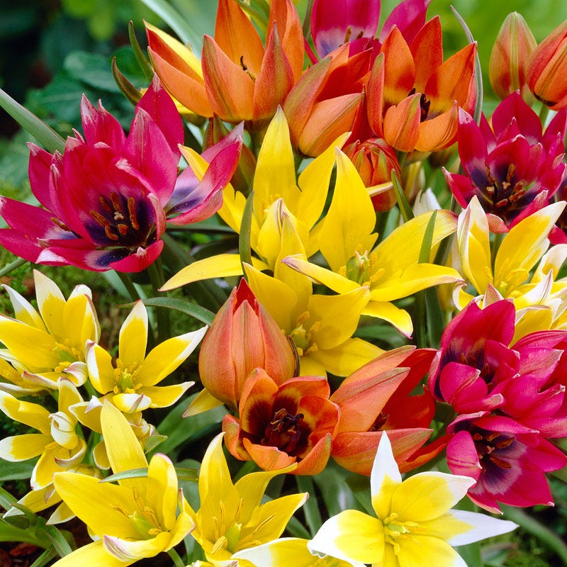 Wildflower Tulip Mix - Image 2