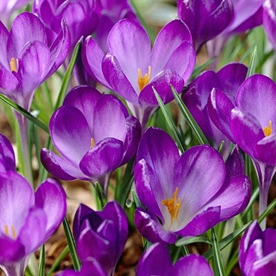 Years Of Blooms Bulb Collection - Image 5