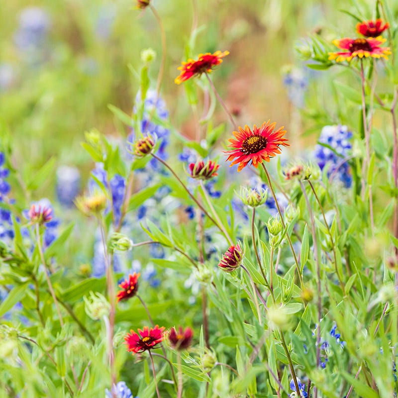 Fire Restoration Wildflower Seed Mix - Image 2