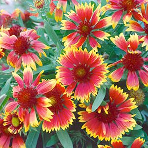 Indian Blanket Seeds (Gaillardia) - Image 2