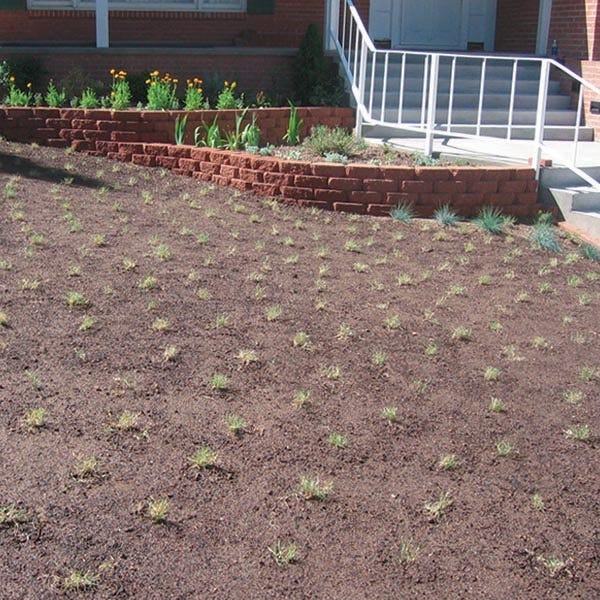 Prestige™ Buffalo Grass Plugs - Image 3