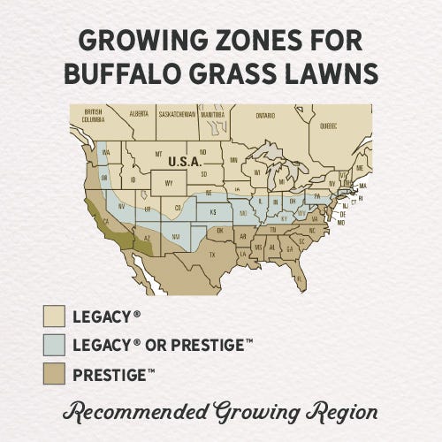 Prestige™ Buffalo Grass Plugs - Image 5
