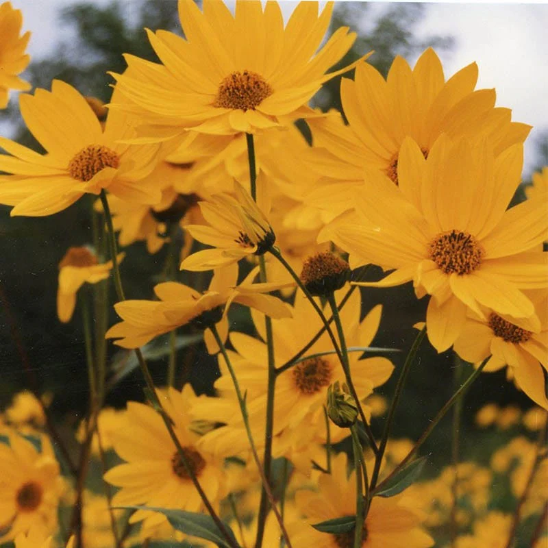 Maximilian Sunflower Seeds (Helianthus) - Image 4