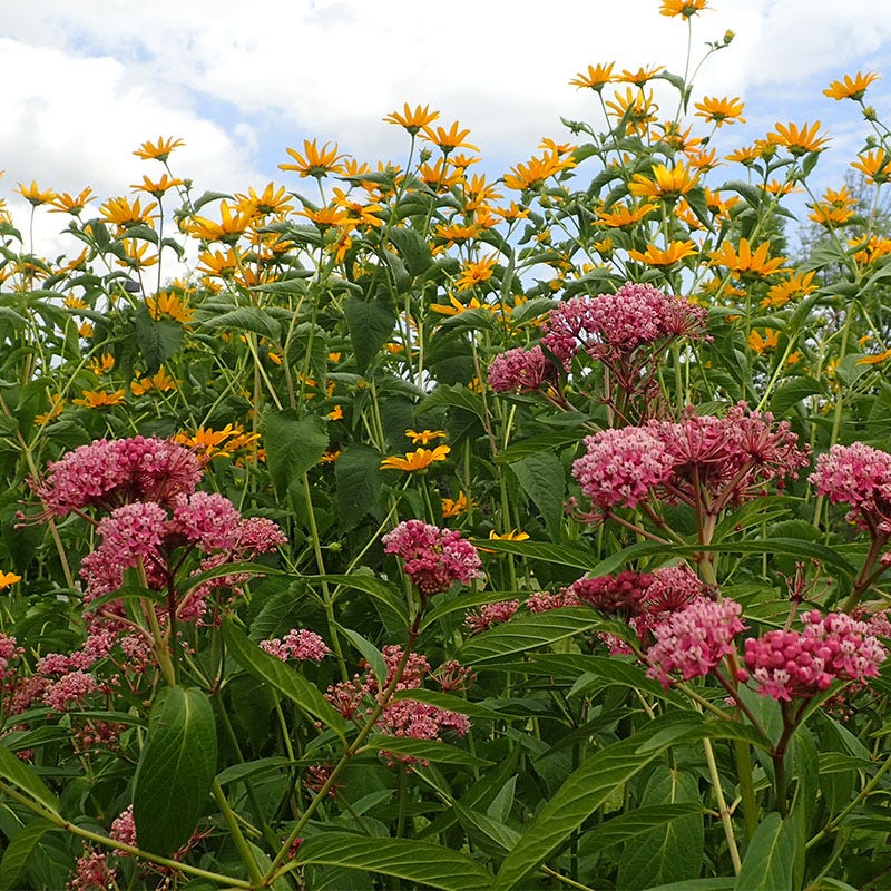 High Country Butterfly Habitat Wildflower Seed Mix - Image 2
