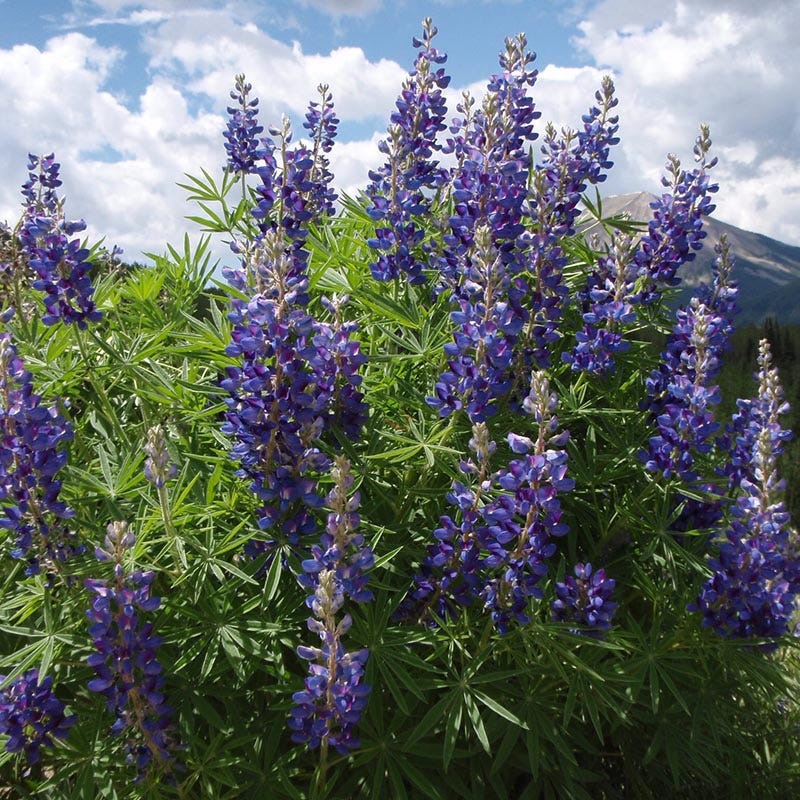 High Country Meadow Native Wildflower Seed Mix - Image 5