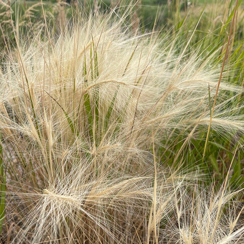 High Mountain Native Grass Seed Mix - Image 3