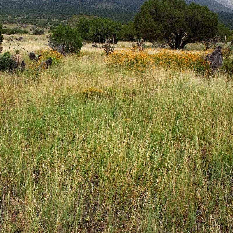 High Mountain Native Grass Seed Mix - Image 4