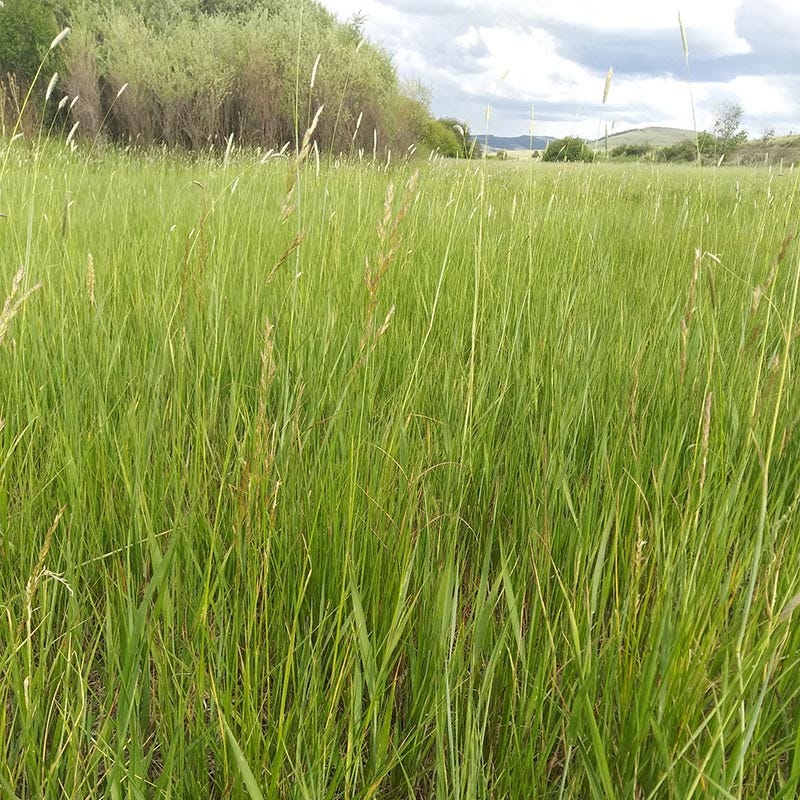 High Mountain Native Grass Seed Mix - Image 6