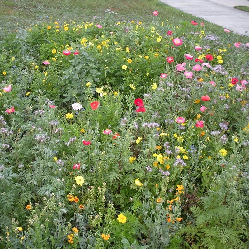 Honey Bee Wildflower Seed Mix - Image 3