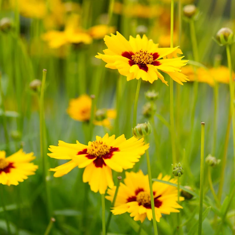 Honey Bee Wildflower Seed Mix - Image 4