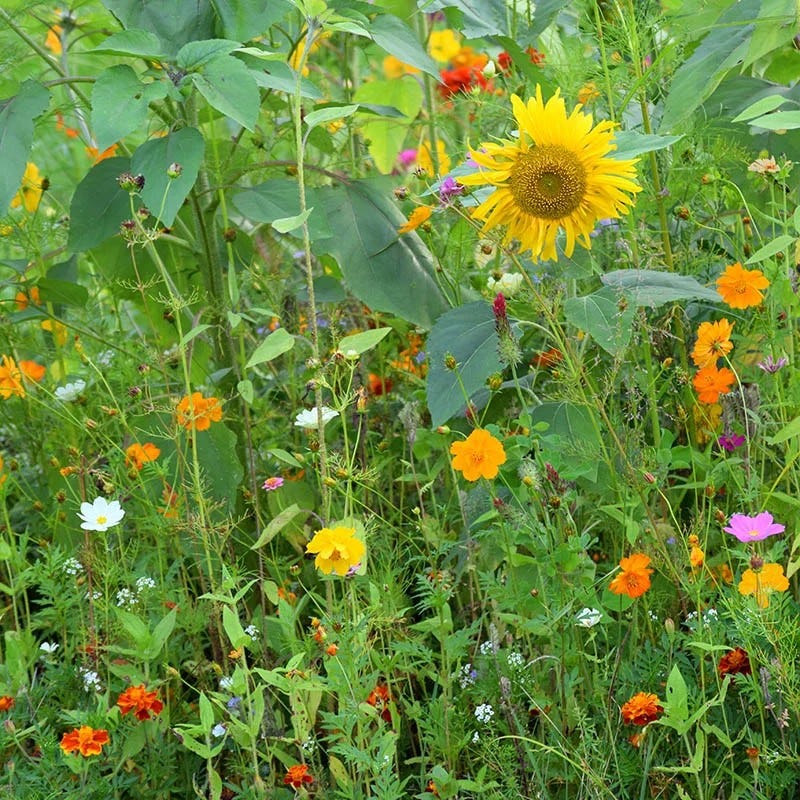 Honey Bee Wildflower Seed Mix - Image 6
