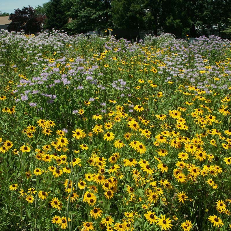 Intermountain Native Wildflower Seed Mix - Image 2