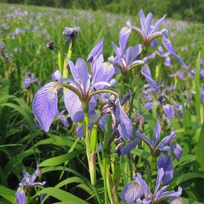Blue Flag Iris Seeds - Image 2