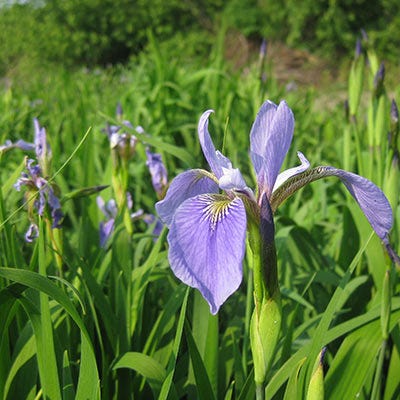 Blue Flag Iris Seeds - Image 4