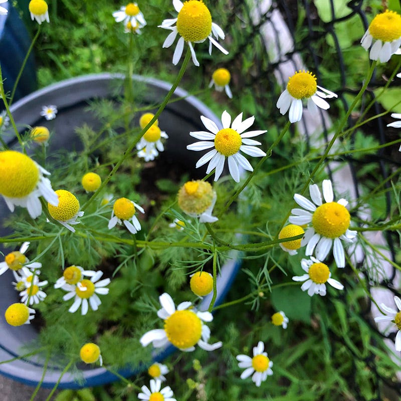 Alternative Lawn Wildflower Seed Mix - Image 4