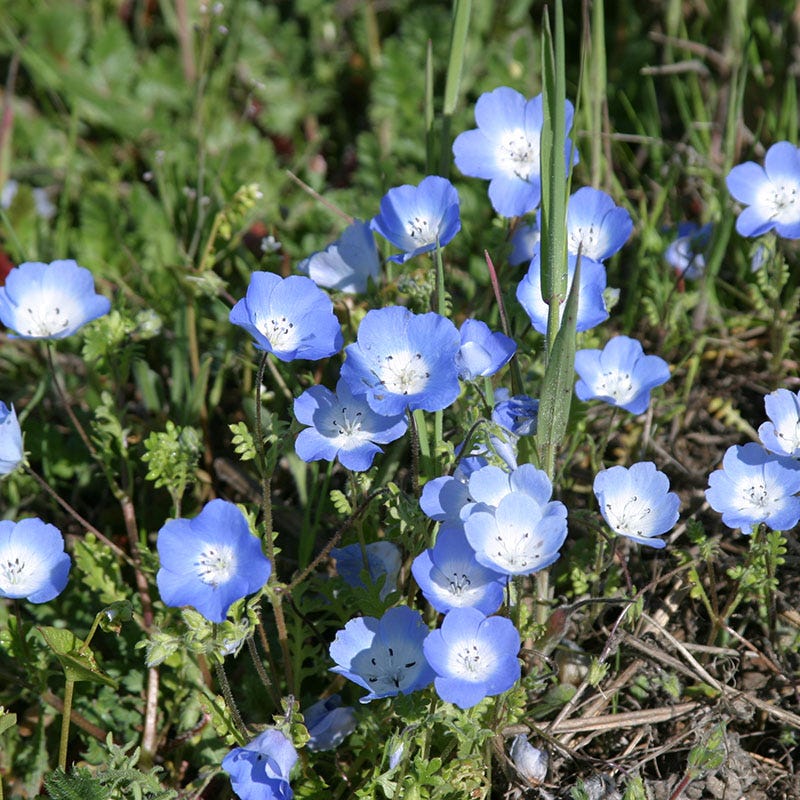 Alternative Lawn Wildflower Seed Mix - Image 6