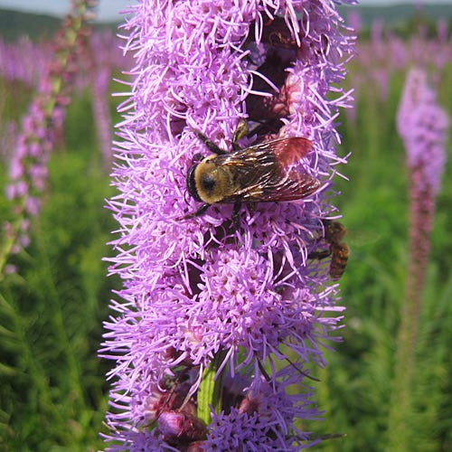 Blazing Star Seeds (Liatris) - Image 2