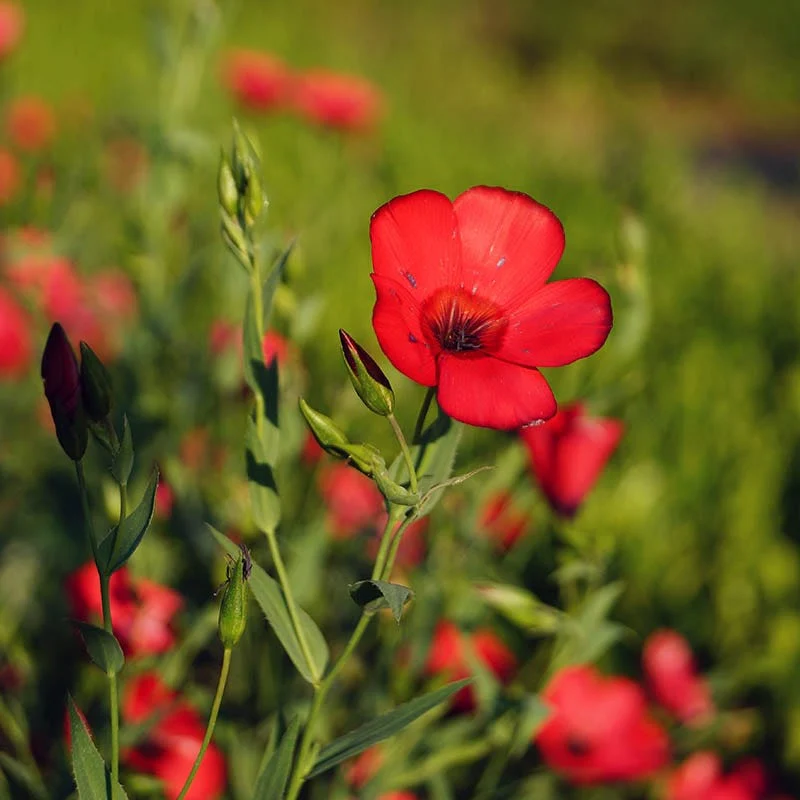 Scarlet Flax Seeds (Linum) - Image 2
