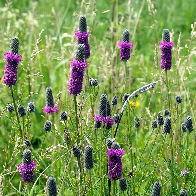 Little Prairie Native Wildflower Seed Mix - Image 3