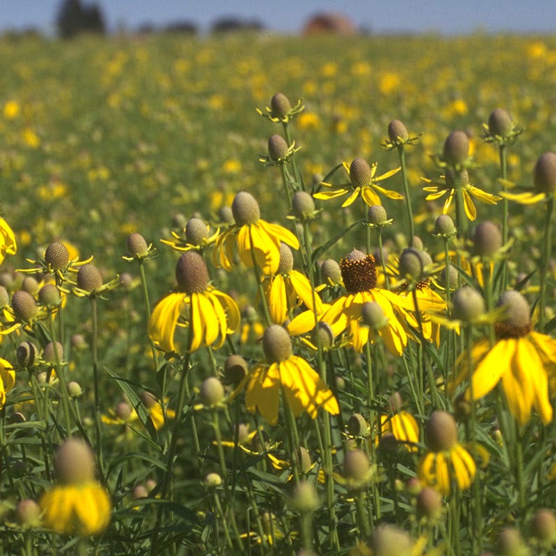 Little Prairie Native Wildflower Seed Mix - Image 4