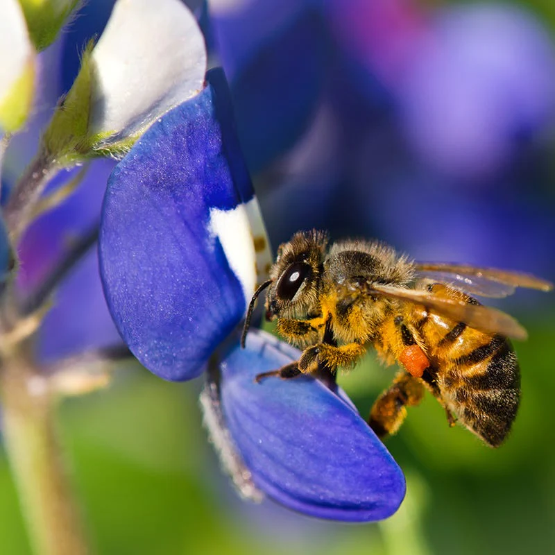 Texas Bluebonnet Seeds - Image 4