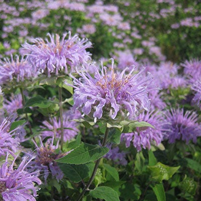 Bee Balm Seeds (Monarda) - Image 4
