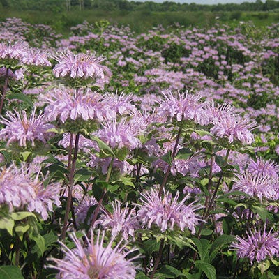 Bee Balm Seeds (Monarda) - Image 5